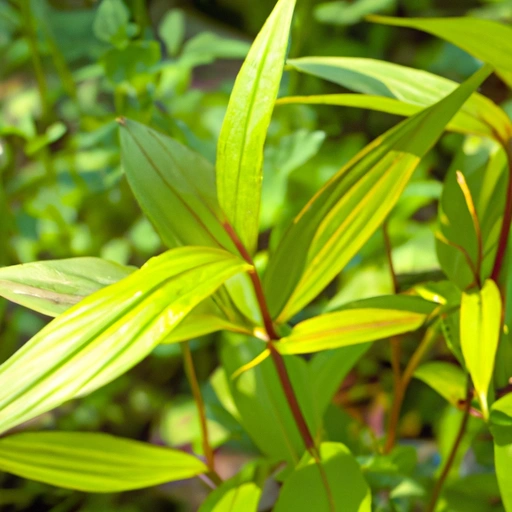 Laksa Leaf