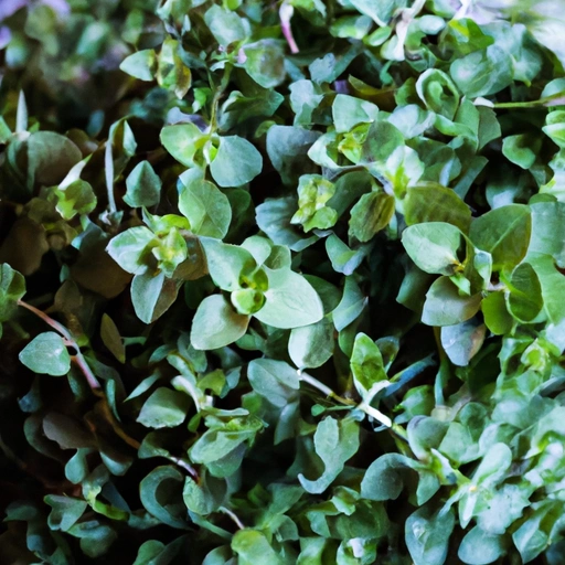 Marjoram