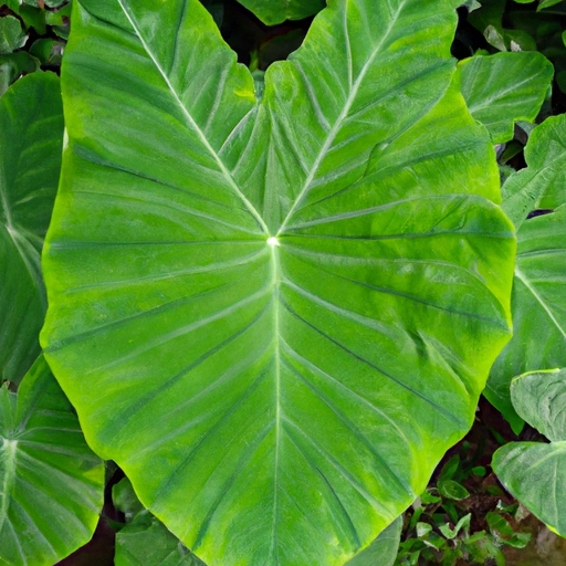 Taro Leaf